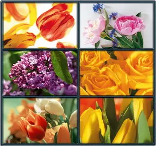 Wallpapers - Flowers