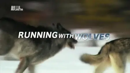 Animal Planet - Running With Wolves (2009)