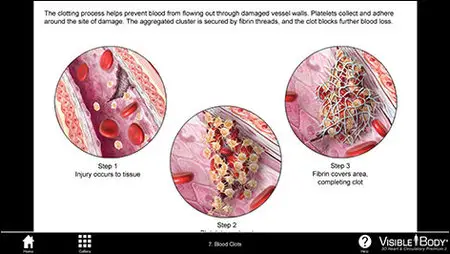 Visible Body Heart and Circulatory Premium v2.0.0 Mac OS X (Repack)