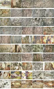50 Tree Bark Textures Set