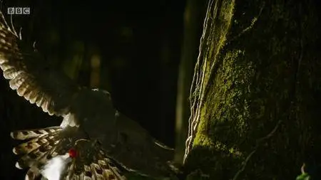 BBC.Documentaries.S2018E32.South.Korea.Earths.Hidden.Wilderness.720p.iP.WEB-DL.AAC2.0.H.264-RTN-Obfuscated S2018E32