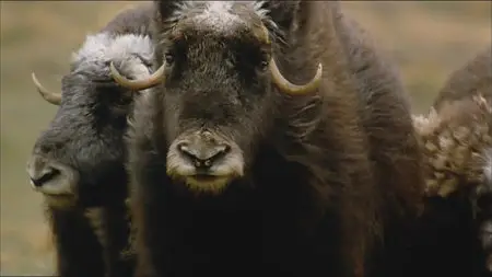 Wild Scandinavia / Wildes Skandinavien / Дикая природа Скандинавии (2011) 