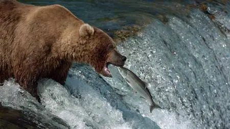 Bears (2014)