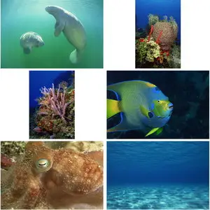 Comstock CS 286 Underwater