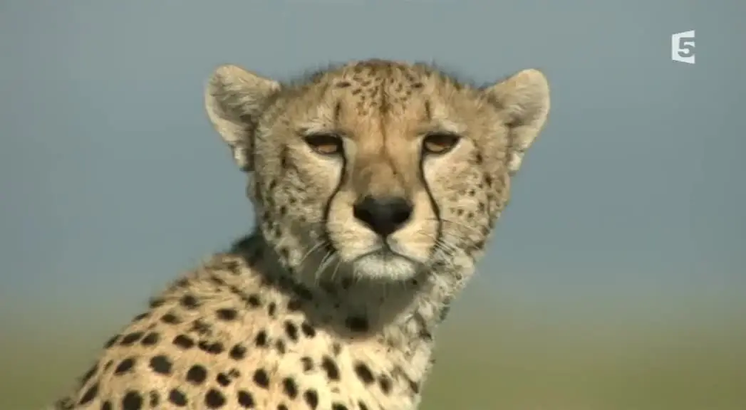 (Fr5) Guépards, la fraternité sauvage (2014)