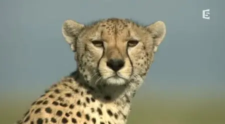 (Fr5) Guépards, la fraternité sauvage (2014)