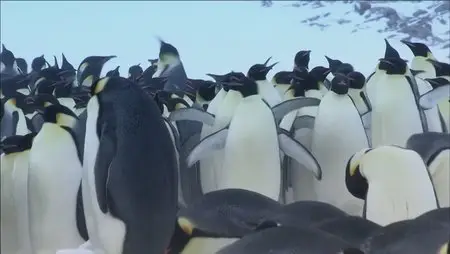 BBC - One Penguins Spy In The Huddle (2013)