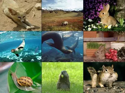 100 Amazing Animals Wallpapers HQ #12