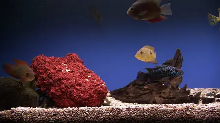 Plasma Art - Classic Aquariums / Классический аквариум (2011)