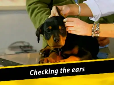 Dogs For Dummies