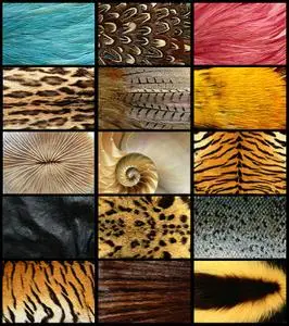 Animal Patterns Wallpapers