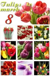 Tulips to march 8
