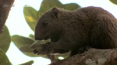 NHK Wildlife - Echoes of the Forest: Taiwanese Squirrels (2012)