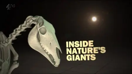 CH4 Inside Nature's Giants - Racehorse (2011)