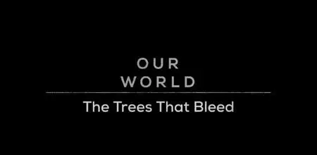 BBC Our World - The Trees that Bleed (2020)