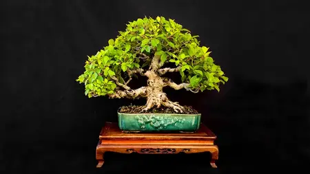Basic Bonsai Course