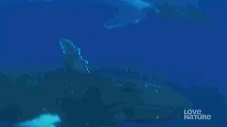 Ocean Pix - Giants of the Deep (2012)