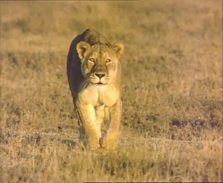 Прирожденные охотники. Диск 3