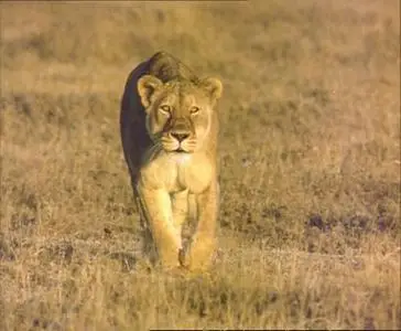 Прирожденные охотники. Диск 3