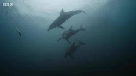 BBC.Documentaries.S2018E32.South.Korea.Earths.Hidden.Wilderness.720p.iP.WEB-DL.AAC2.0.H.264-RTN-Obfuscated S2018E32