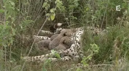 (Fr5) Guépards, la fraternité sauvage (2014)