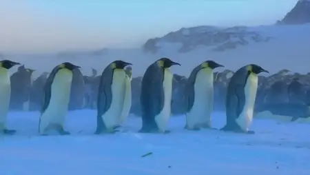 BBC - One Penguins Spy In The Huddle (2013)