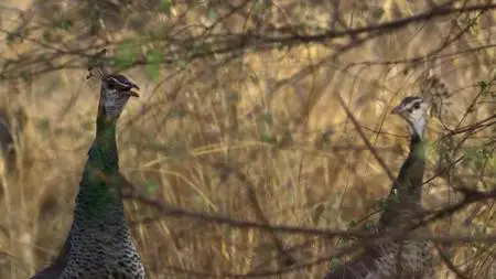 Attenborough's Life in Colour