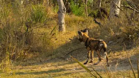 Wild Babies S01E06