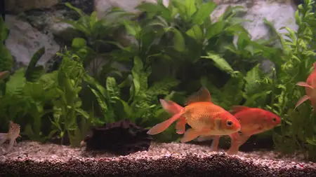 Plasma Art - Classic Aquariums / Классический аквариум (2011)