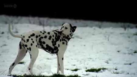 BBC Wonderland - Walking with Dogs (2012)