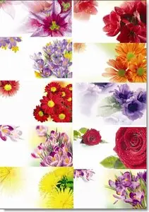 Flower Backgrounds