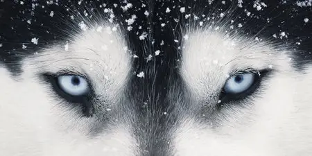 Photographer Tim Flach - 101 photos