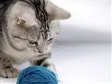 The Collection of 40 animal Wallpapers: Cat