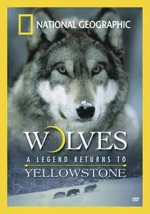 National Geographic - Wolves A Legend Returns To Yellowstone (2007)