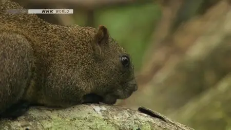 NHK Wildlife - Echoes of the Forest: Taiwanese Squirrels (2012)
