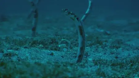 Water Life: Episode 19 - Under The Sea  / Mundos de agua / Водная жизнь. Серия 19 - На морском дне (2008) 