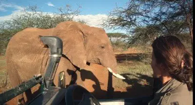 African Safari (2013)