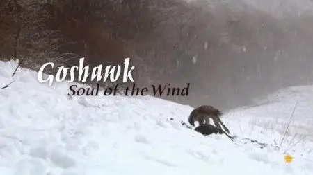 Smithsonian Channel - Goshawk: Soul of the Wind (2015)