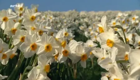 (Arte) Scilly, îles aux narcisses (2010)