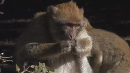 Water Life: Episode 10 - Protective Water / Mundos de agua / Водная жизнь. Серия 10 - Вода-защитница (2008)