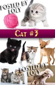 Wonderful kittens #3 - Stock Photo
