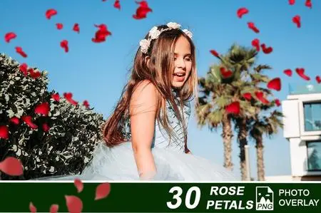 30 Rose Petals PNG Photo Overlay - 68772567