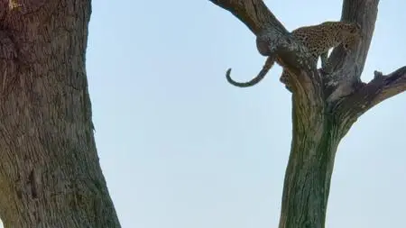 Animal S01E01