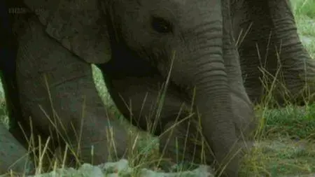 BBC Natural World - Echo: An Unforgettable Elephant (2010)