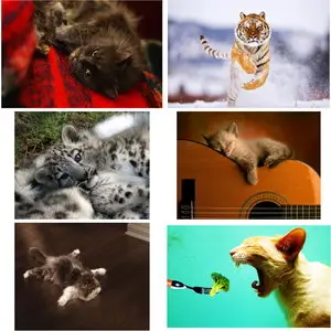 Wallpapers Cats. Set 6