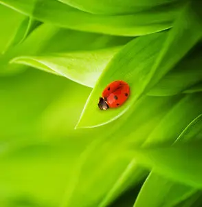 Ladybird