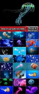 Collection of the most beautiful views of the underwater world of jellyfish