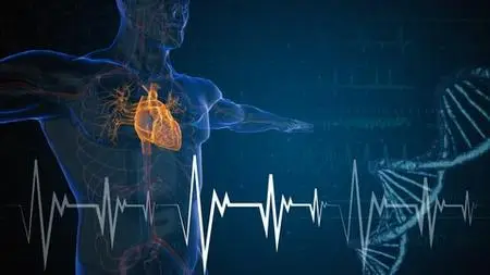 Fisiologia Cardiovascolare: Un Corso Essenziale