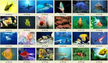 Fishes Wallpapers