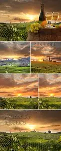 Stock Photo - Vineyards